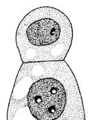 Embryogenesis 1 st embryo is a mass of undifferentiated cells 2 nd future epidermis (protoderm) is formed by