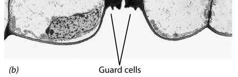 Guard cells contain