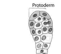 result in formation of embryo