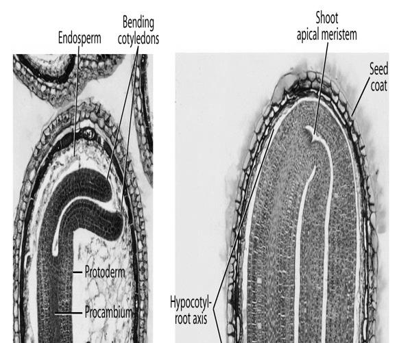 Mature embryo & seed Continuous flow of nutrients from parent plant to tissues of ovule