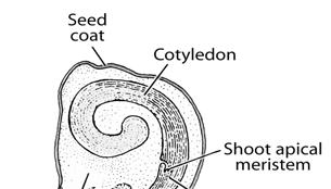 Alium cepa monocot; Shoot apical meristem of the embryo lies on one side and at the base of the