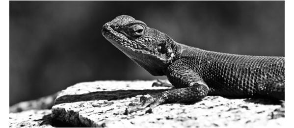 Ch. 2: Kinetics An agama lizard basks in the sun. As its body warms, the chemical reactions of its metabolism speed up.