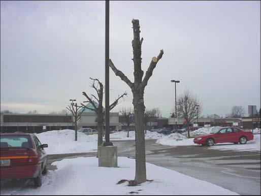 Plants Get Sick Too! An Introduction to Plant Diseases page 2 Figure 2. Injury: Bad trim job. This can be seen in most city parking areas.