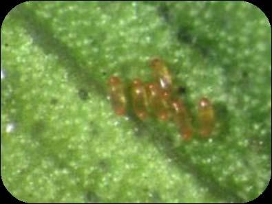 Adult Whitefly (2 4 days) Ficus