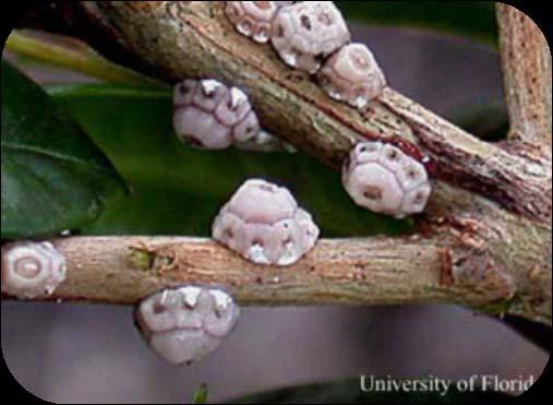 Fig Wax Scale Ceroplastes rusci First found in Florida in the mid 1990 s; reported as a pest of Ixora spp.