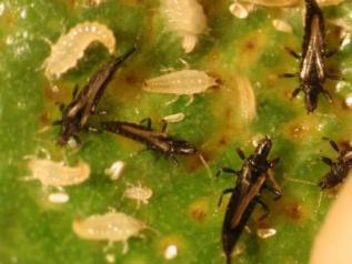 Management - Ficus Thrips Damage Adults and nymphs Predatory bug feeding on thrips