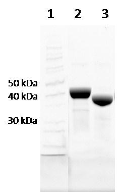 Figure S2. SDS-PAGE of purified proteins. Lane 1: PageRuler Unstained Protein Ladder (ThermoFisher Scientific), lane 2: Cb-FDH, lane 3: Rs-PhAmDH. 5.
