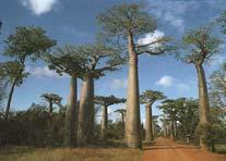 Savanna / Deciduous Tropical Forests Habitat Mostly perennials Nearly all plants are deciduous Most have small leaves Periodic burning revitalizes Baobab Trees on the Savanna of Madagascar Savanna /