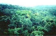 Tropical Rainforests Climate Excess of 250 annual rainfall Hi relative humidity Distinct