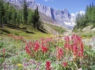winds, snow pack, little available water Plants tend to hug the ground Alpine Flora Biome Websites A few websites for Biome research