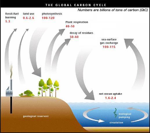 Carbon cycle http://www.safeclimate.