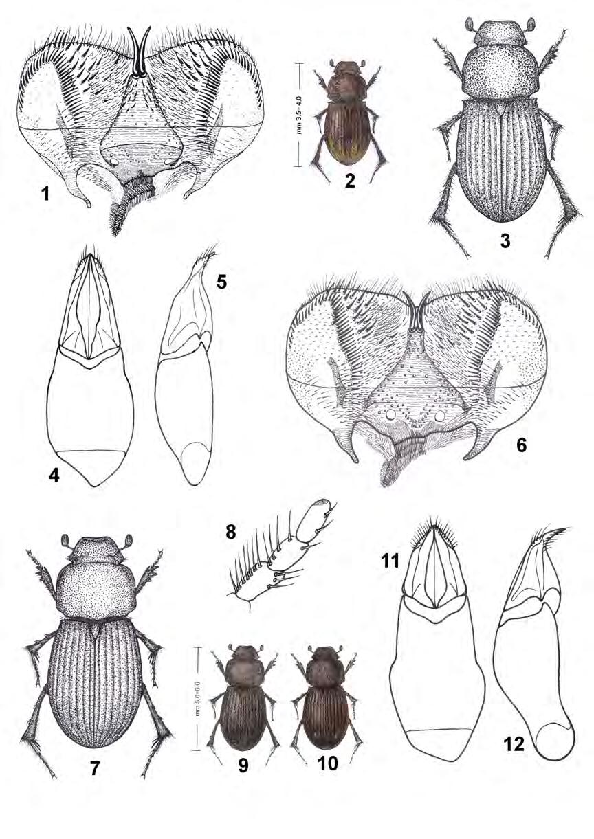 30 INSECTA MUNDI 0230, April 2012 DELLACASA, DELLACASA, AND GORDON Figure 1-12. Gonaphodiellus arcanus, new species (Chiquihuite env., Chiapas, Mexico). 1) Epipharynx.