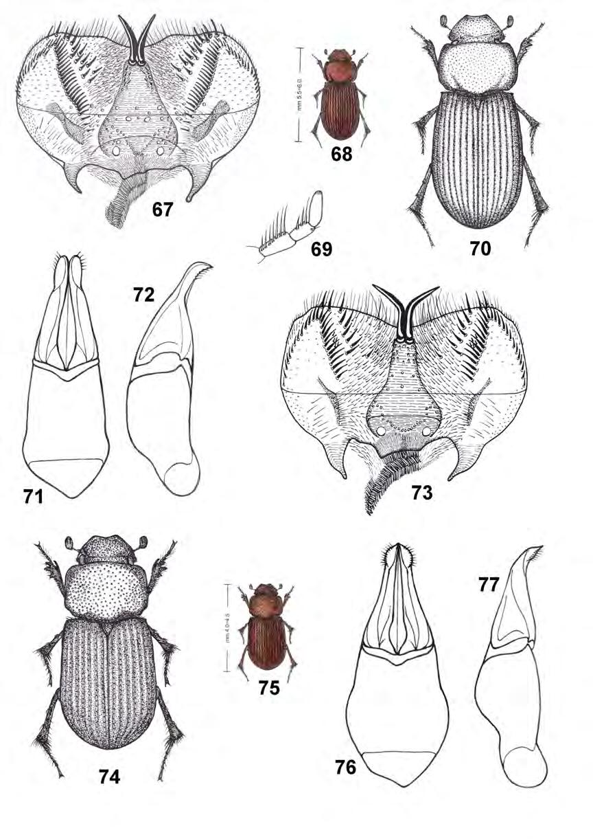 36 INSECTA MUNDI 0230, April 2012 DELLACASA, DELLACASA, AND GORDON Figure 67-77. Gonaphodioides acutecernans (Balthasar, 1960) (Cochabamba Prov., Bolivia). 67) Epipharynx.