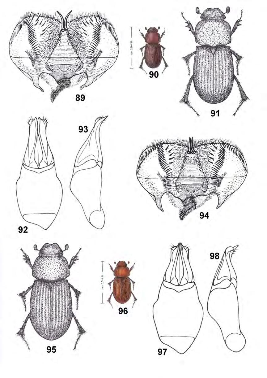 38 INSECTA MUNDI 0230, April 2012 DELLACASA, DELLACASA, AND GORDON Figure 89-98. Gonaphodioides ratcliffei, new species (20 mi. S Juchatango, Oaxaca, Mexico). 89) Epipharynx.