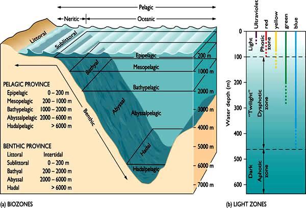 Continental shelf Continental slope Abyssal Oceanic Sea mounts Trenches Plains rises Fig. 1.
