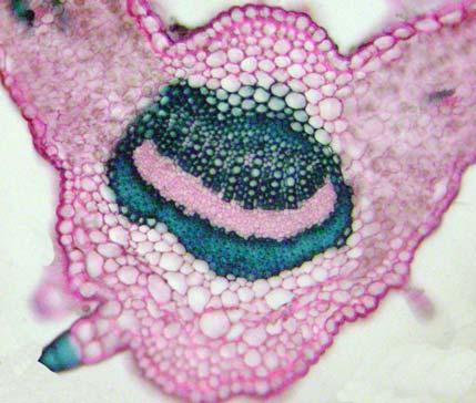 Front side of the epidermis of I. ensifolia. / Figura 18. Epiderma văzută de faţă la I.