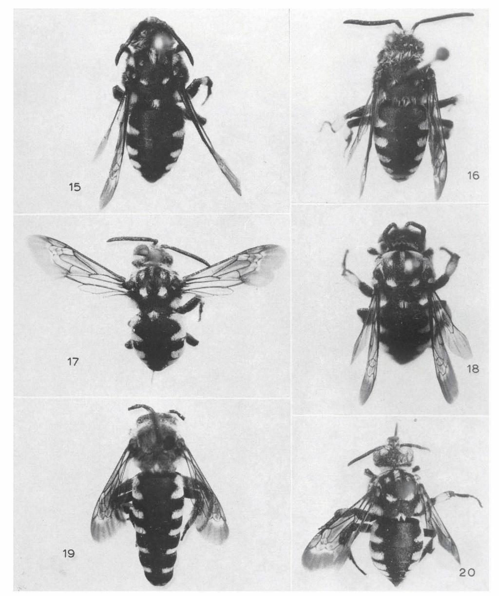 ZOOLOGISCHE VERHANDELINGEN 98 Fig. 15. Thyreus altaicus (Rad.), 9 holotype from Minusinsk (South Siberia). Fig. 16. T. mauretaniensis (Strand), $ holotype from Algeria. Fig. 17. T. histrionicus (III.