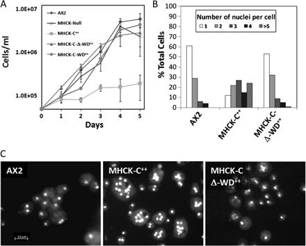 Fig. 2. Comparison of cells overexpressing full-length MHCK-C and the MHCK-C- -WD truncation for growth in suspension culture.