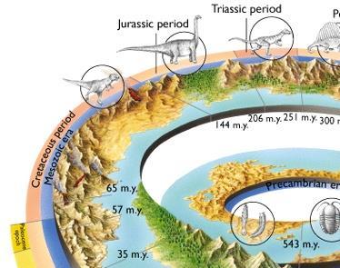 Mesozoic Era Divided into 3 periods: Triassic period - Turtles and crocodiles evolve and dinosaurs appear.