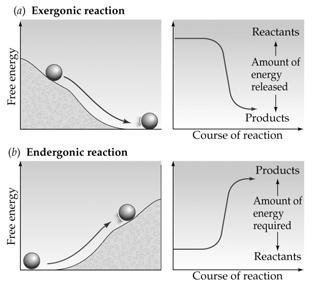 Nonspontaneous, endergonic reactions take up free energy, have a positive ΔG, and proceed only if free energy is provided.