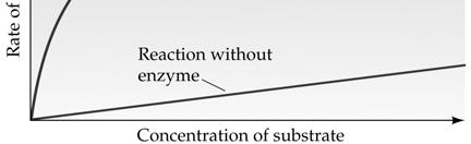 The active site and catalytic cycle of an enzyme 1 Substrates enter active site; enzyme changes shape so its active site embraces the substrates (induced fit).