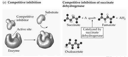 A compound structurally similar to an enzyme s normal substrate may also inhibit enzyme action through competitive inhibition.