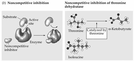 Competitive inhibitors resemble the substrate and thus bind to the active site (which prevents or reduces the binding of the substrate).