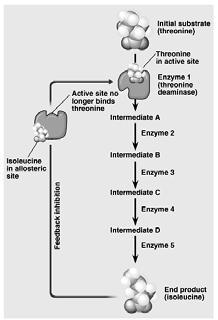 The end product often inhibits (allosterically) a key enzyme in the pathway, thus shutting down the pathway when there is a sufficiency of the isoleucine amino acid.