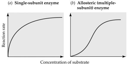 non-allosteric enzymes with a single subunit.