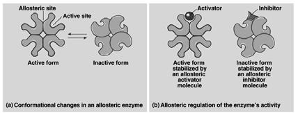 The multiple catalytic subunits of many allosteric enzymes can interact cooperatively. Many enzymes display quaternary structure (they are made up of subunits).