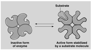 sites than would be the case if the enzyme were a single subunit. This represents a key regulatory process in living systems.