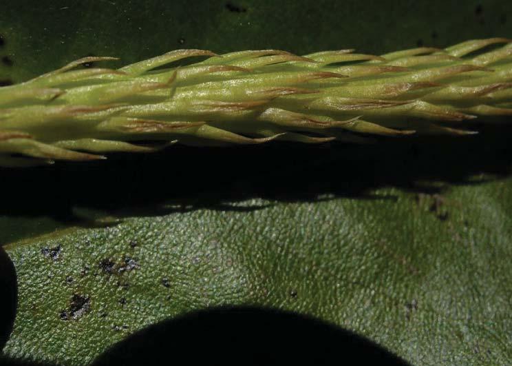 Club-mosses Lycopodiella appressa Apressed or Bog
