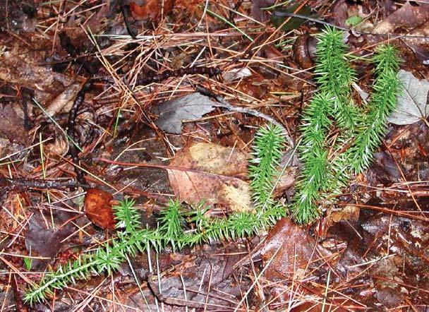 Coniferous woods. Spores found: (June2-) July 2- Sept.26(-Oct.