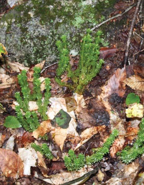 Habitat: Spores found: Huperzia lucidula Shining