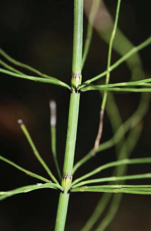 Horsetails Habitat: Spores found: Equisetum fluviatile Water