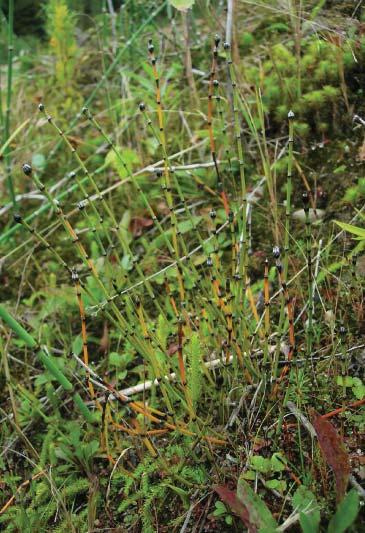 Horsetails Habitat: Spores found: Equisetum