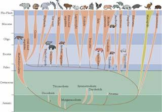 Paleogene Life Mammals