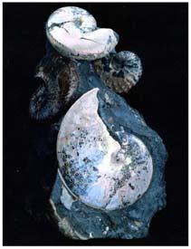 Ammonite Fossils Petrified Forest Grotzinger et al.