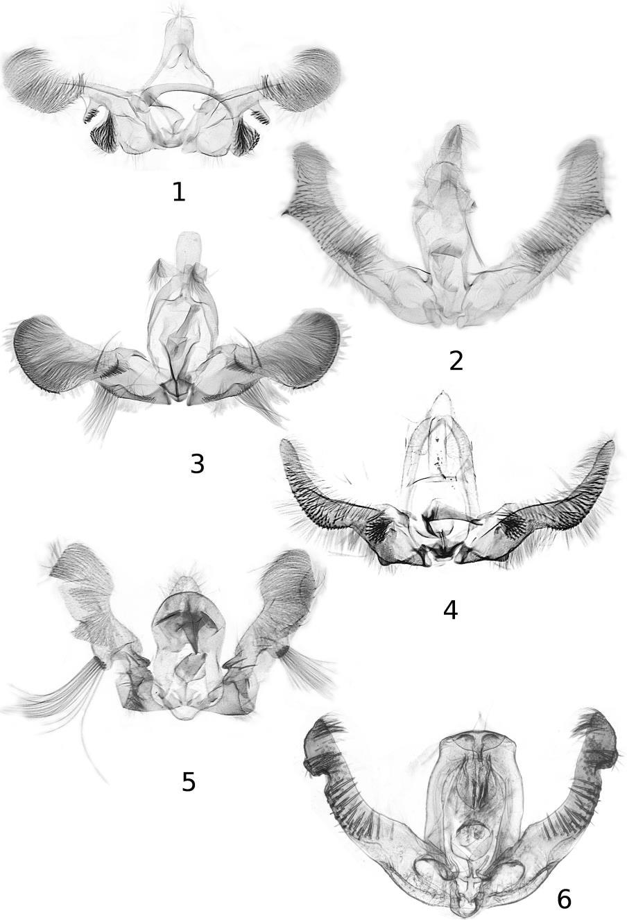 RAZOWSKI J. and BECKER V.O.: Neotropical Olethreutini, 1. 15 Figs 1-6. Male genitalia: 1 Lobesia uncata sp. n.