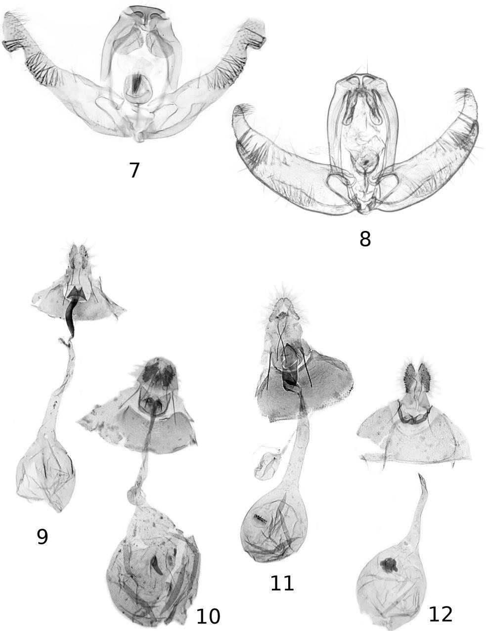 RAZOWSKI J. and BECKER V.O.: Neotropical Olethreutini, 1. 17 Figs 7-12.