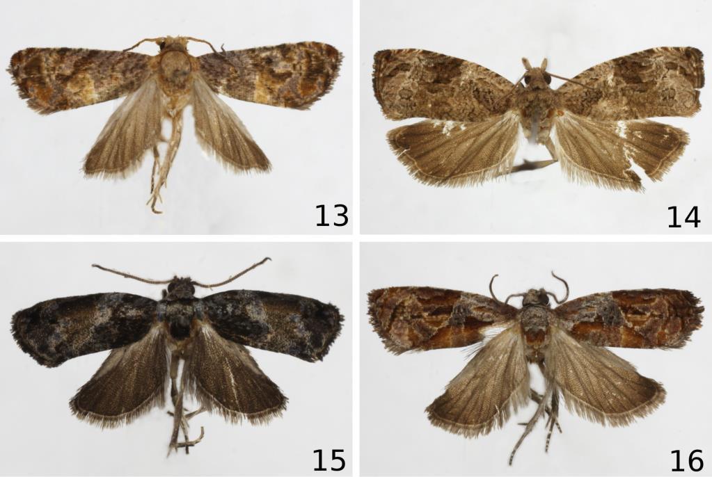 RAZOWSKI J. and BECKER V.O.: Neotropical Olethreutini, 1. 19 Figs 13-16. Adults: 13 Lobesia uncata sp. n., holotype; 14 Megalota submicans (WALSINGHAM), Brazil; 15 Eumarozia atrotincta sp. n., holotype; 16 Zomaria dystricta sp.