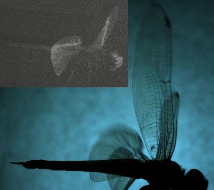 Fig. 2 Comparison of high speed video image with PIV image for estimating the flapping phase difference; In this case the forewing is starting its down stroke while the hind wing has passed its mid
