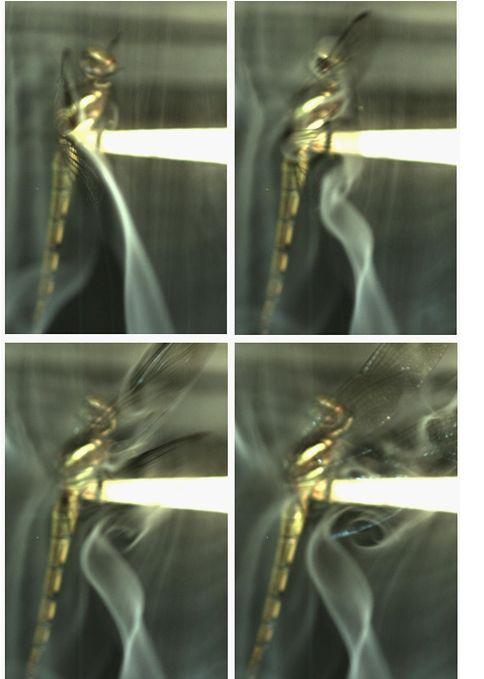 Fig. 4 Vortex development and shedding at the first down stroke of an in phase flapping dragonfly. Forward flight flow field can be seen in (Fig. 7).