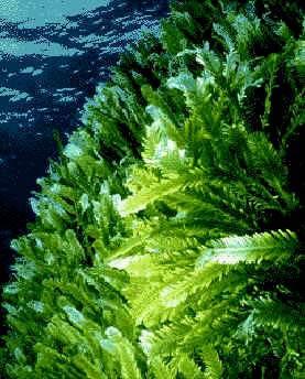 Algae! Algae are a large and diverse group of simple, typically organisms, ranging from to multicellular forms.