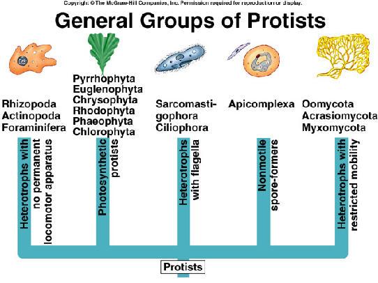 Why are they like Protists?