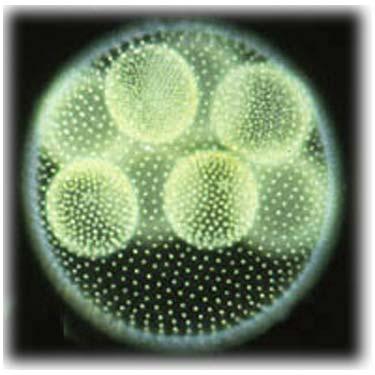 Colonial: Many species spend most of their lives as single cells is a typical unicellular green algae that grows in