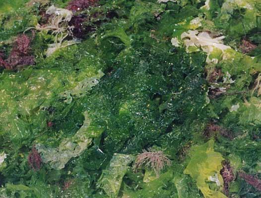 Ulva lactuca: Sea lettuce Domain: Kingdom: Phylum: Class: Order: Family: Genus: Species: (Species Detail, 2013) Eukaryota