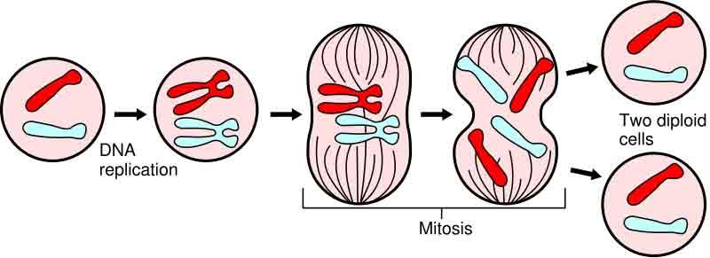 Mitosis Division of somatic cells (non-reproductive cells) in eukaryotic organisms.