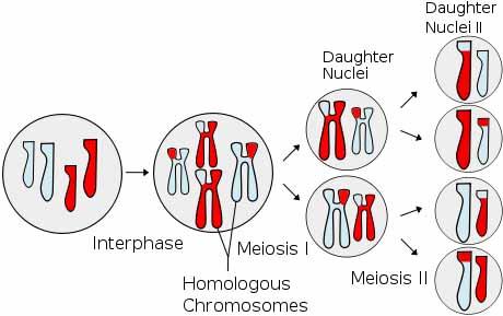 What is cell division of reproductive cells? Meiosis - A single germ cell divides into four unique daughter cells.
