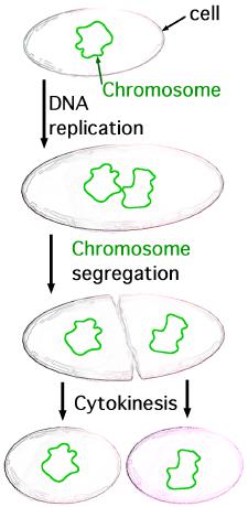 Prokaryotic Cell Division: Reproduction Prokaryotic chromosome is a circular loop of DNA called a nucleoid.